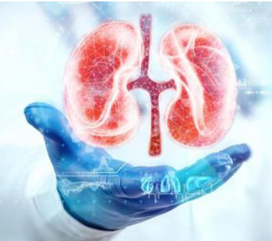 Kidneys Specialist